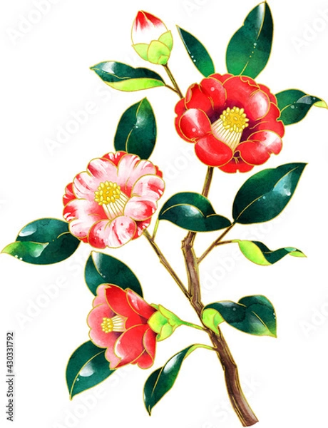 Obraz 椿　イラスト