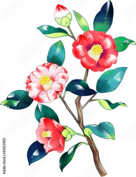 Obraz 椿　イラスト