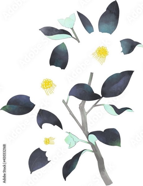 Obraz 椿　イラスト