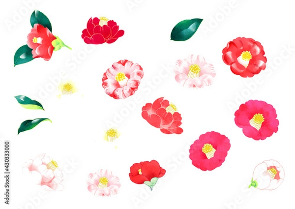 Obraz 椿　イラスト