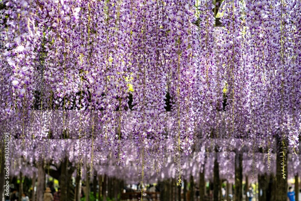 Fototapeta 薄紫の藤の花