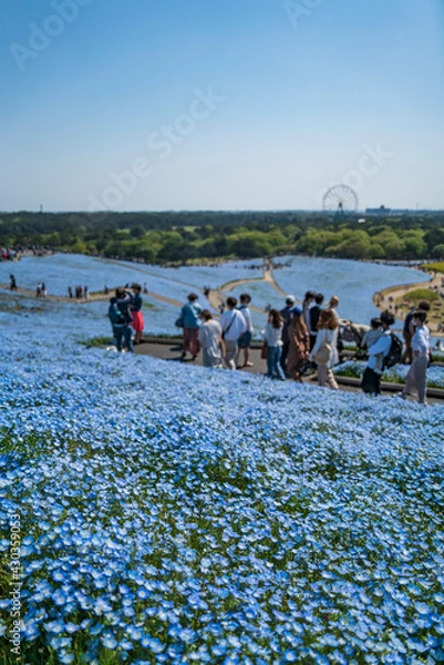 Obraz 国営ひたち海浜公園・みはらしの丘のネモフィラ花畑【Nemophila】