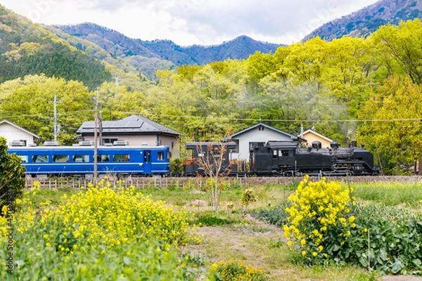 Fototapeta 満開の菜の花の横を走る蒸気機関車