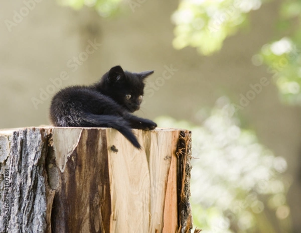 Obraz котенок