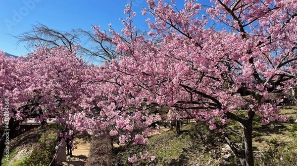 Fototapeta 河津桜の並木