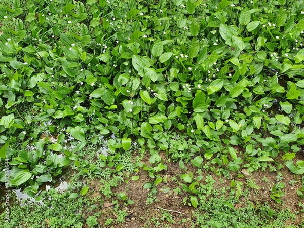 Fototapeta A clump of Burhead or Texas mud baby ,which grows in moist soil,is an easy-to-grow plant with bright green leaves with white bloom all year round. Scientific name is Echinodosus cordifolius (L.) Grise