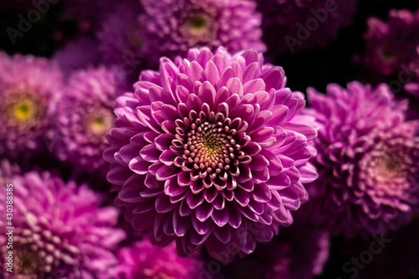 Obraz close up of dahlia