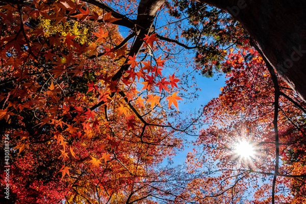 Obraz autumn in the park