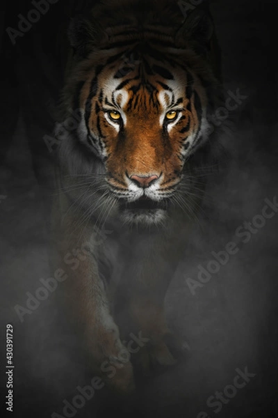 Obraz Bengal tiger (Panthera tigris tigris) is on the prowl in the dark night and fog, From eyes to eyes
