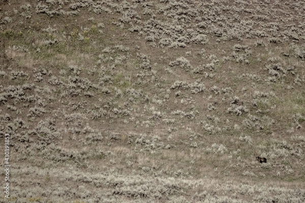 Obraz Small Grizzly Bear On Large Hill