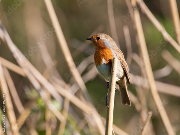 Fototapeta Robin Perched on a Reed Stem on a Spring Afternoon