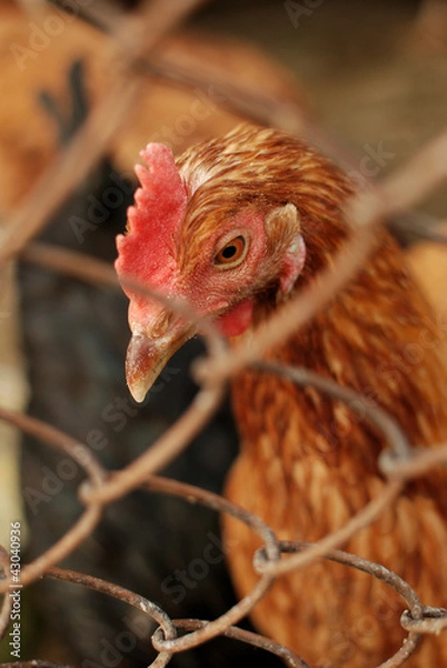Obraz hen looking throught fence