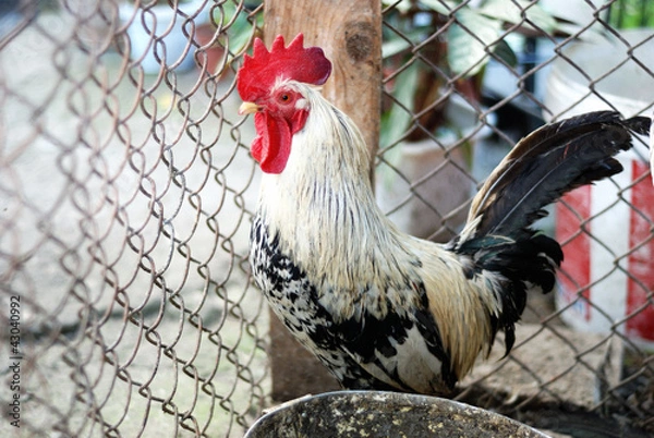 Obraz Rooster in cage