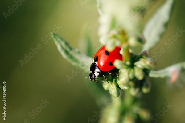 Fototapeta Spring Nature background. Green grass with ladybug. Beautiful nature background with morning fresh grass and ladybug.