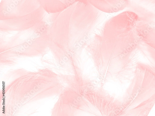 Fototapeta Beautiful abstract light pink feathers on white background,  white feather frame on pink texture pattern and pink background, love theme wallpaper and valentines day, white gradient