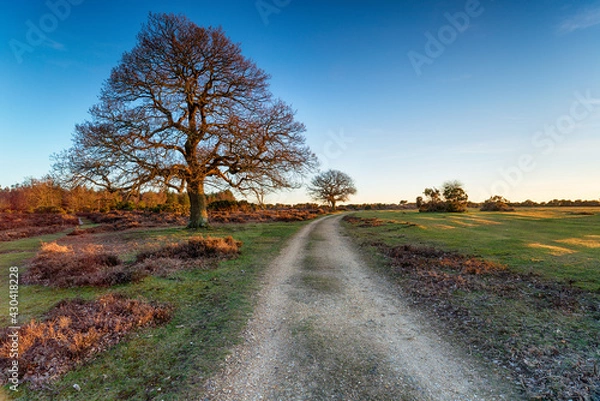 Fototapeta Mog Shade in the New Forest