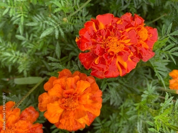 Fototapeta 2 Orange Flowers