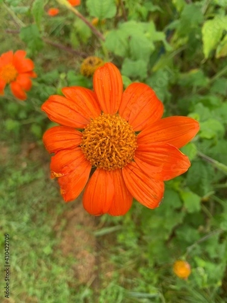 Fototapeta Orange Flower Closeup