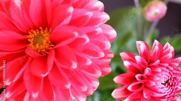 Fototapeta 商用で使えるダリアの写真