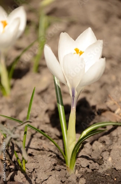 Obraz white crocus flower