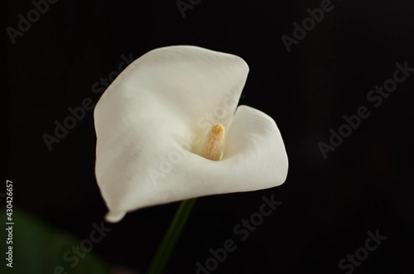 Obraz white calla lily