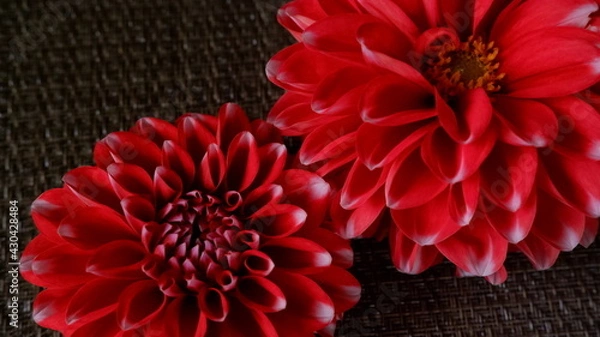 Fototapeta 商用で使えるダリアの写真