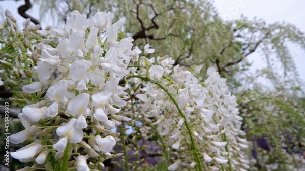 Fototapeta 商用で使える白い藤の写真