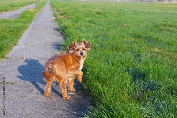 Obraz Hund auf Feld