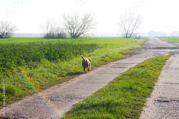 Obraz Hund auf Feldweg