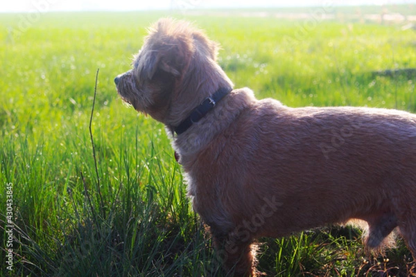 Obraz Hund auf Feldweg