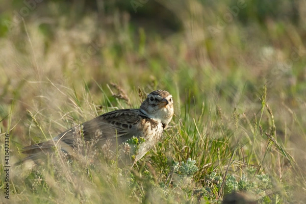 Fototapeta Calandra lark bird Melanocorypha calandra in spring steppe