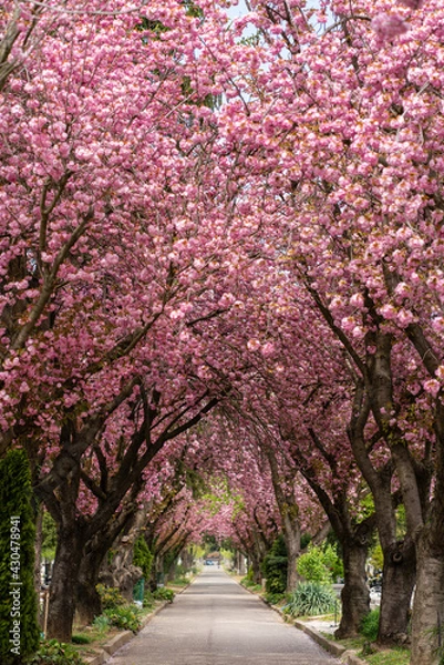 Obraz Road with blossoming cherry trees