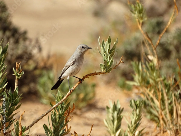 Obraz red billed hornbill