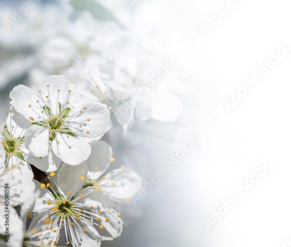 Fototapeta Apple tree in spring
