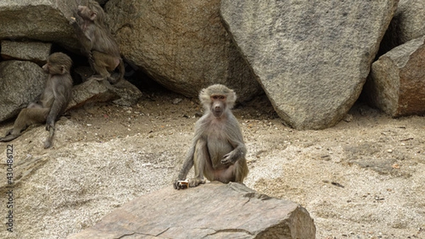 Obraz baboon sitting on a rock