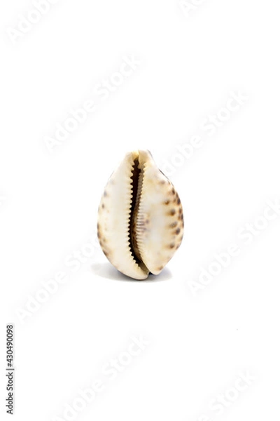 Obraz Isolated photo of a large cowry shell