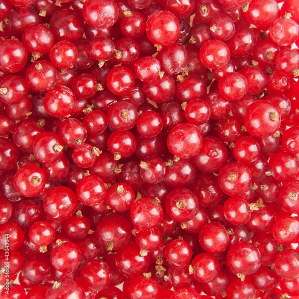 Obraz redcurrant