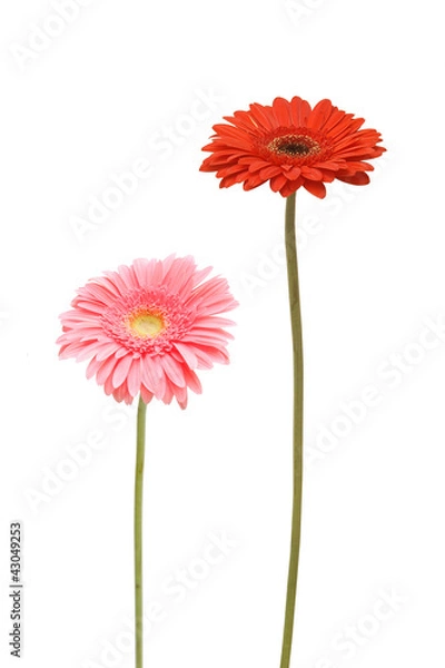 Fototapeta two daisy