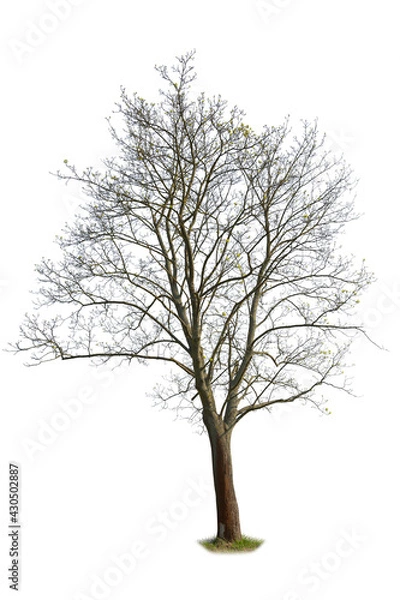 Obraz Leafless spring tree pre blooming, isolated on white background