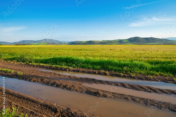 Obraz Agriculture .Muddy rural road from the rain, on a plain with wheat and oilseed rape in spring