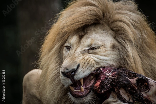Fototapeta Löwe zerfleischt