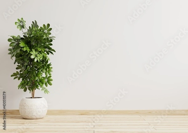Obraz Empty room white walls with beautiful plants sideways on the floor.3d rendering.
