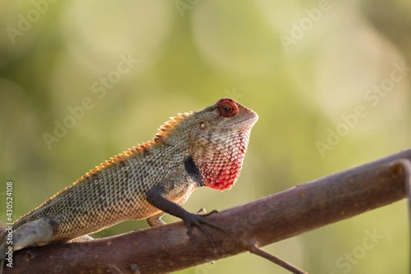 Fototapeta Beautiful garden lizard close up image.Calotes is a genus of lizards in the draconine clade of the family Agamidae