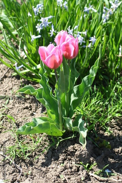 Obraz pink rose on grass