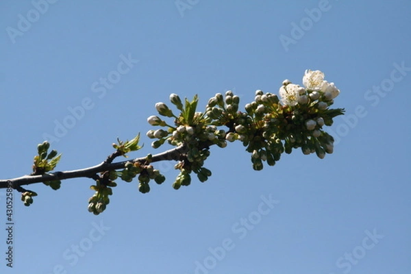 Obraz flowers and sky