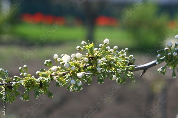 Obraz blooming tree in spring
