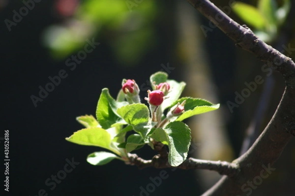 Obraz blooming apple tree branch