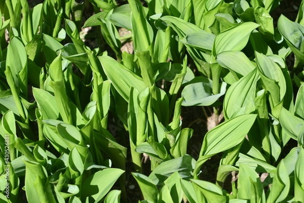 Obraz green leaves background