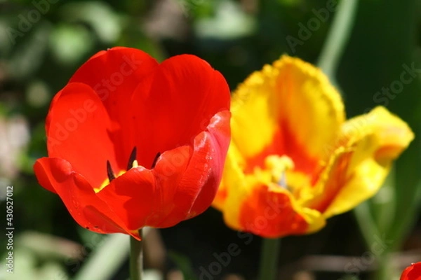 Obraz red and yellow tulips
