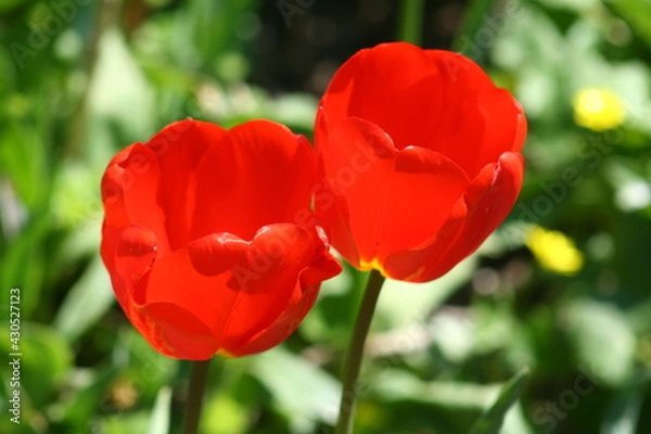 Obraz red and yellow tulip